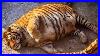 The_Vet_Asked_Him_To_Feel_The_Pregnant_S_Tiger_Stomach_And_What_He_Felt_Was_Shocking_01_jhwa